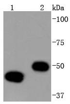 YB1 Rabbit mAb