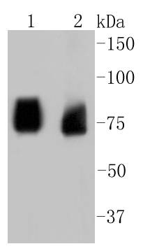 ASH2L Rabbit mAb