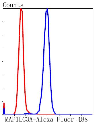 MAP1LC3A Rabbit mAb