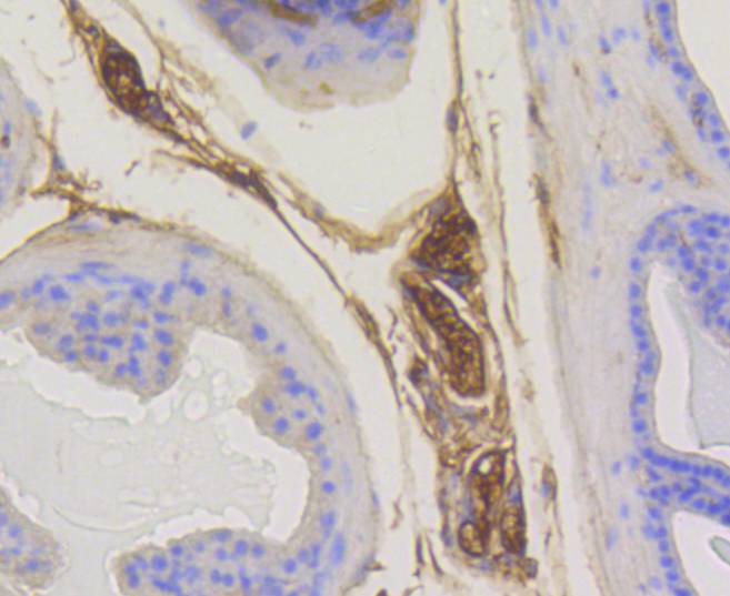 Rab5 Rabbit mAb