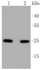 Rab5 Rabbit mAb