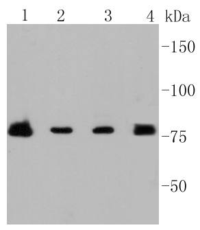 PI 3 Kinase p85 beta Rabbit mAb