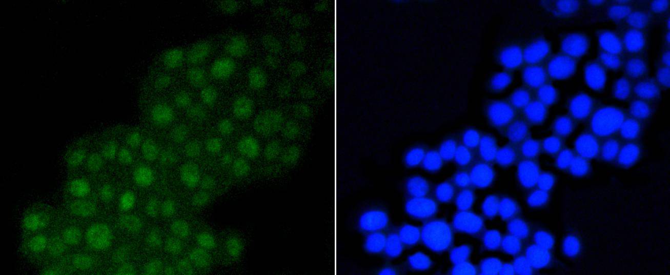 DGCR8 Rabbit mAb