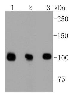 DGCR8 Rabbit mAb