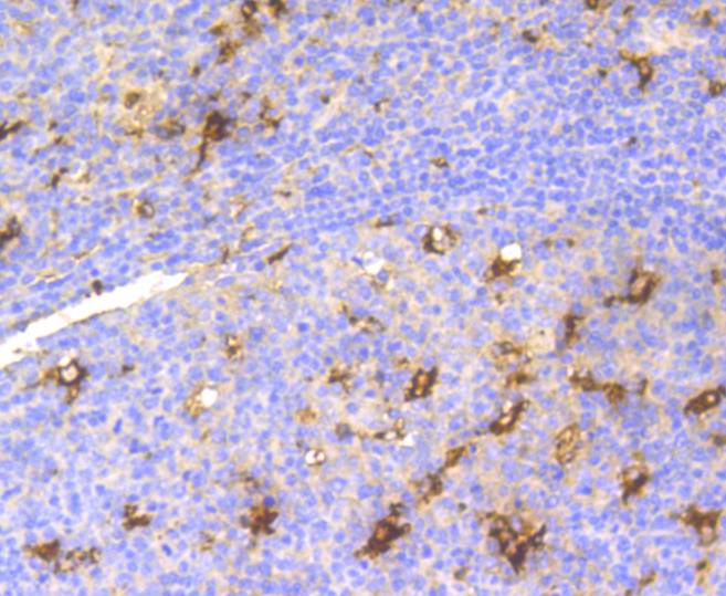 Lysozyme Rabbit mAb