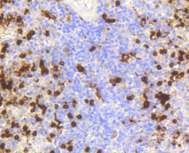 Lysozyme Rabbit mAb