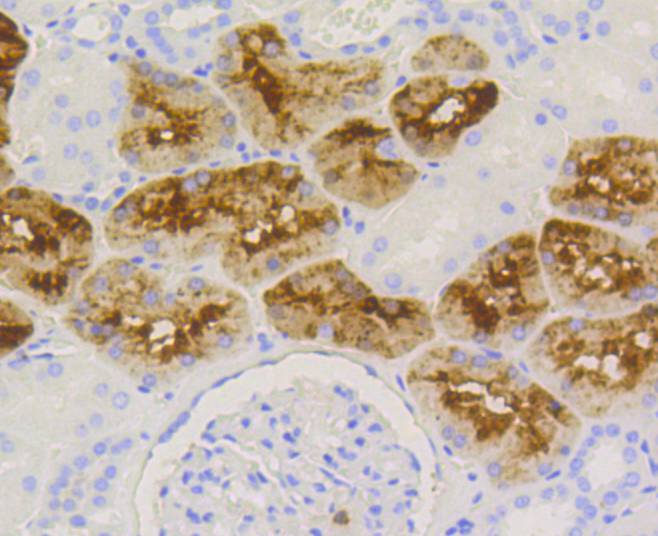 Lysozyme Rabbit mAb