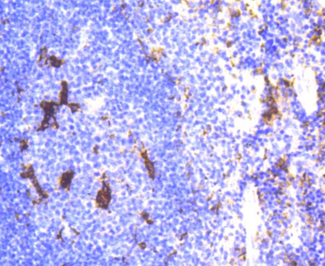 Lysozyme Rabbit mAb