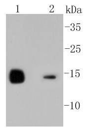 Lysozyme Rabbit mAb