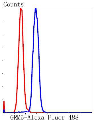 Metabotropic glutamate receptor 5 Rabbit mAb