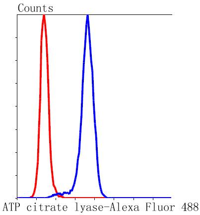 ATP citrate lyase Rabbit mAb