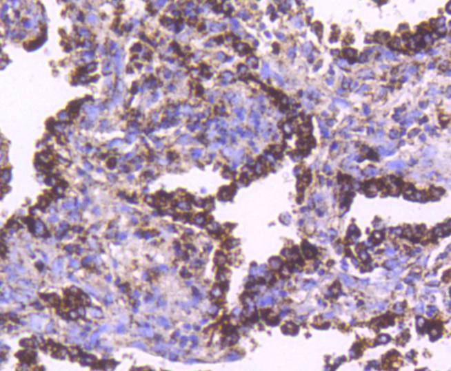 Hsp60 Rabbit mAb