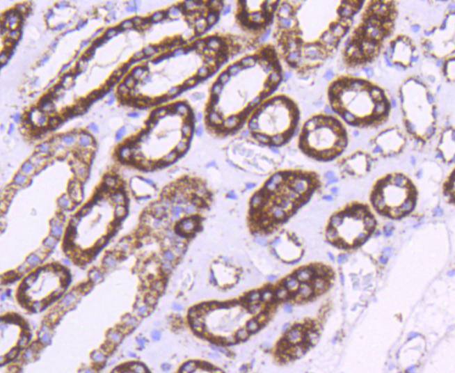 Hsp60 Rabbit mAb