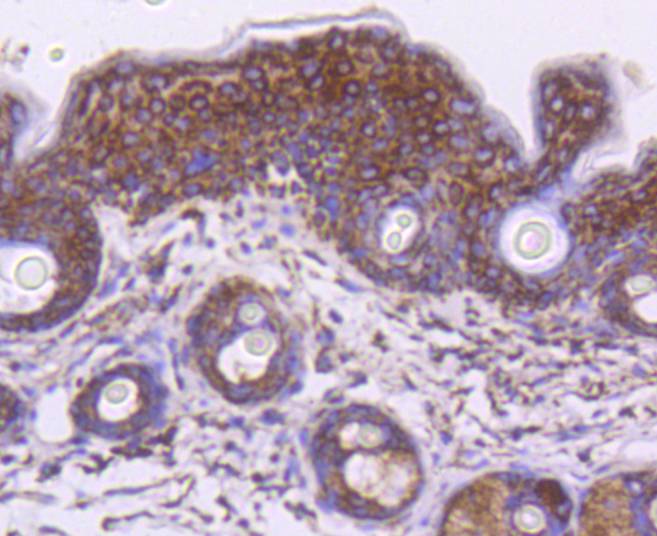 Hsp60 Rabbit mAb