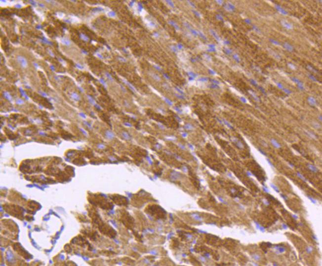 Hsp60 Rabbit mAb