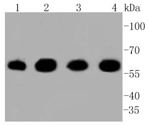 Hsp60 Rabbit mAb