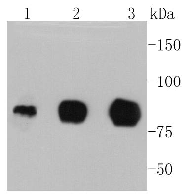 ICAM1 Rabbit mAb