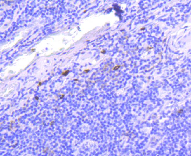 IgG4 Rabbit mAb