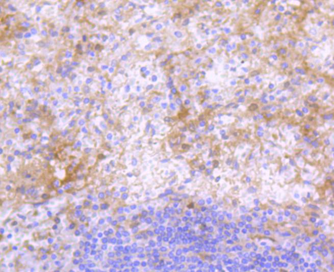 IgG4 Rabbit mAb