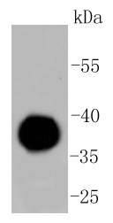 IgG4 Rabbit mAb