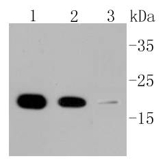 Cyclophilin B Rabbit mAb