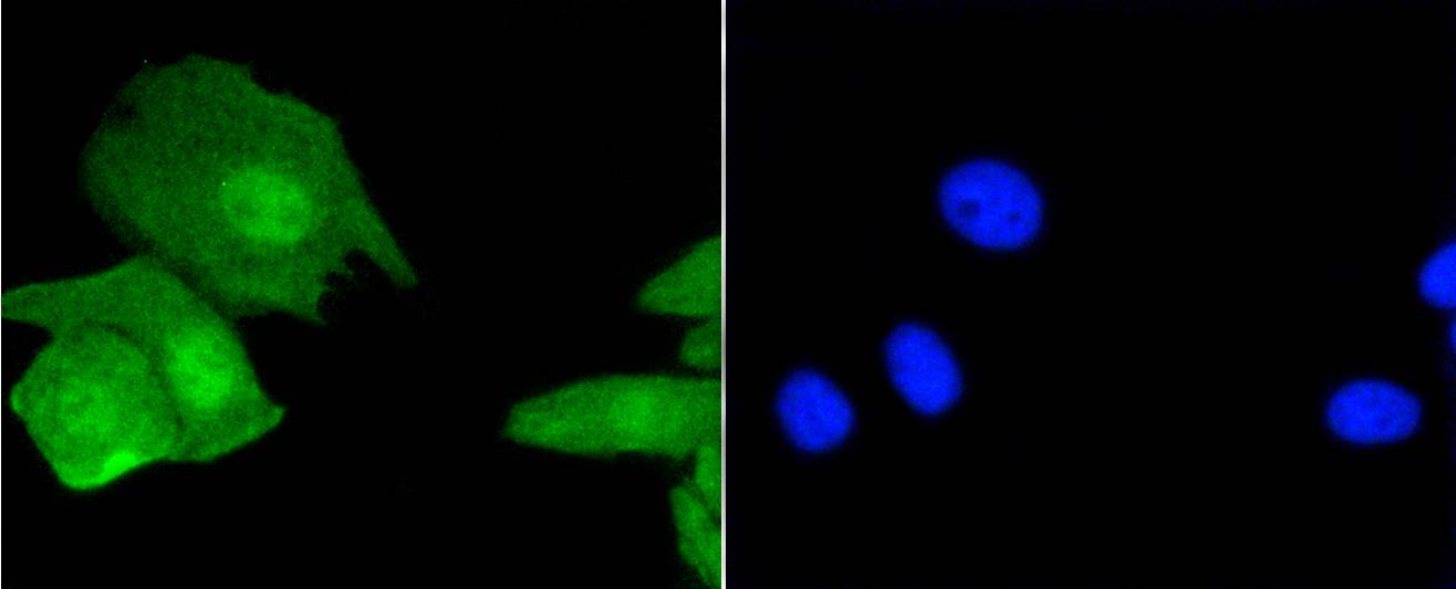 Histone H3.3 Rabbit mAb