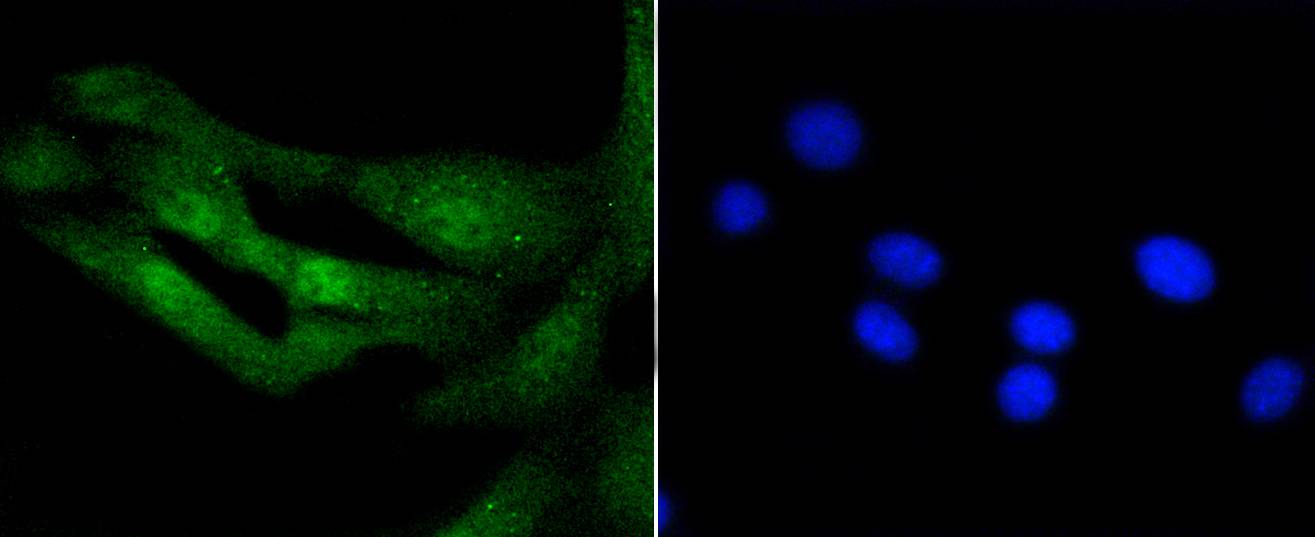 Histone H3.3 Rabbit mAb