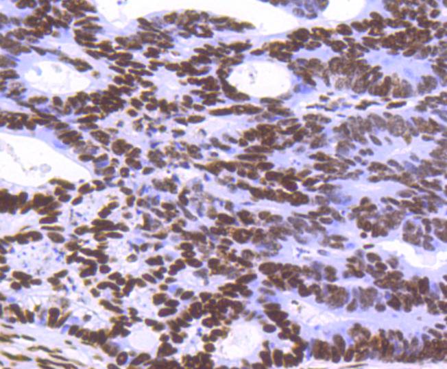 Histone H3.3 Rabbit mAb