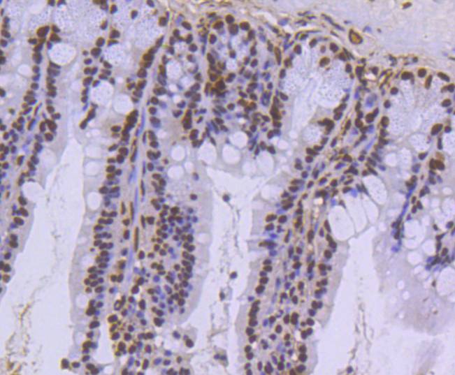 Histone H3.3 Rabbit mAb