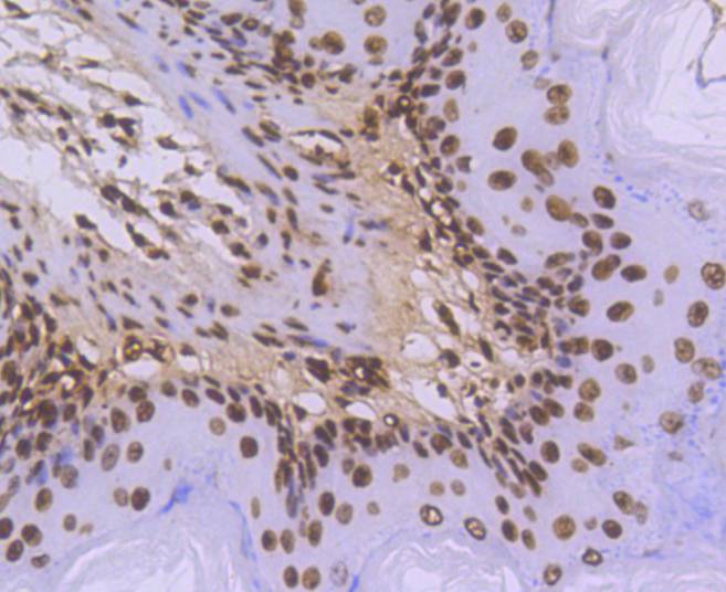 Histone H3.3 Rabbit mAb