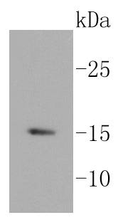 Histone H3.3 Rabbit mAb