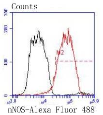 nNOS Rabbit mAb