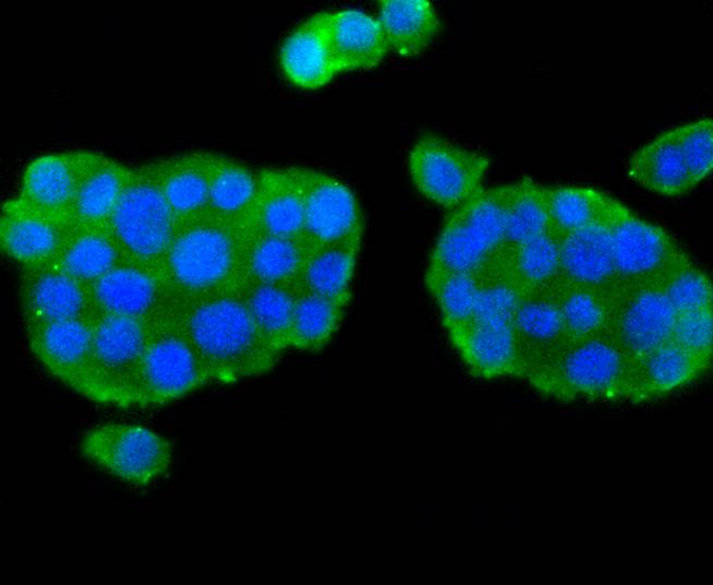 nNOS Rabbit mAb