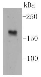 nNOS Rabbit mAb