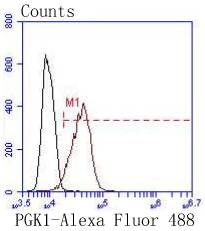 PGK1 Rabbit mAb