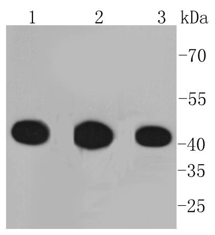 PGK1 Rabbit mAb