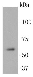 Src Rabbit mAb