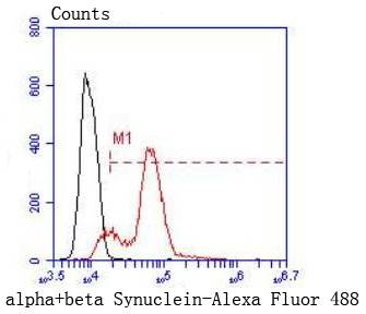 alpha+beta Synuclein Rabbit mAb