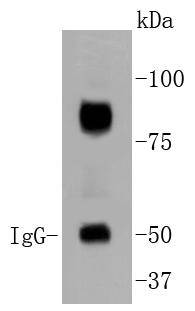 HIF-1 beta Rabbit mAb