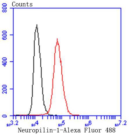 Neuropilin-1 Rabbit mAb