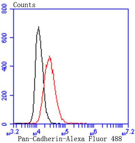 Pan-Cadherin Rabbit mAb