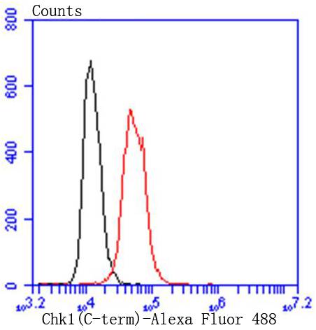 Chk1 Rabbit mAb