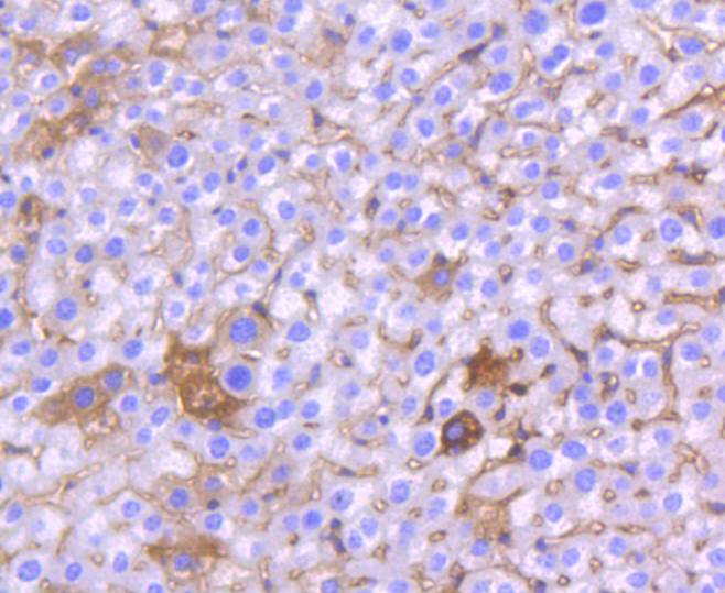 Chk1 Rabbit mAb