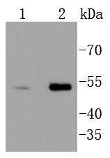 Chk1 Rabbit mAb