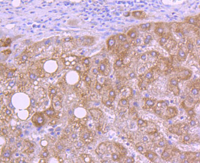 HtrA2/Omi Rabbit mAb