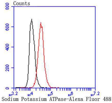 Sodium Potassium ATPase Rabbit mAb