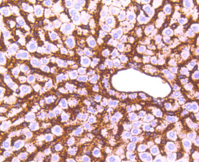 Sodium Potassium ATPase Rabbit mAb