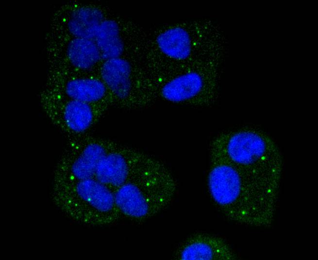 Cytochrome C Rabbit mAb