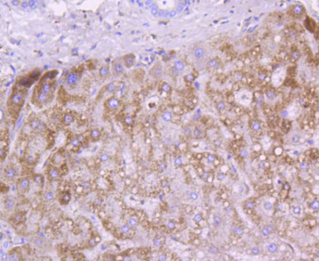 Cytochrome C Rabbit mAb