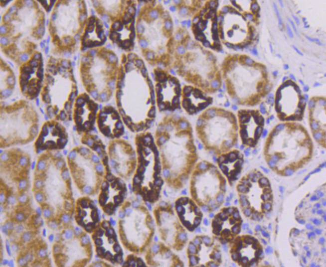 Cytochrome C Rabbit mAb